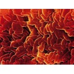 Bacillinum Bacillinum