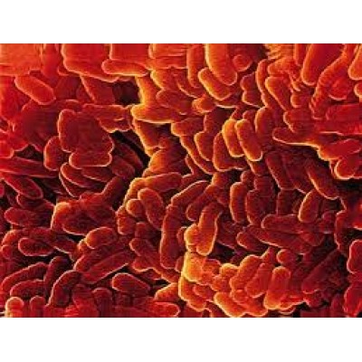 Bacillinum
