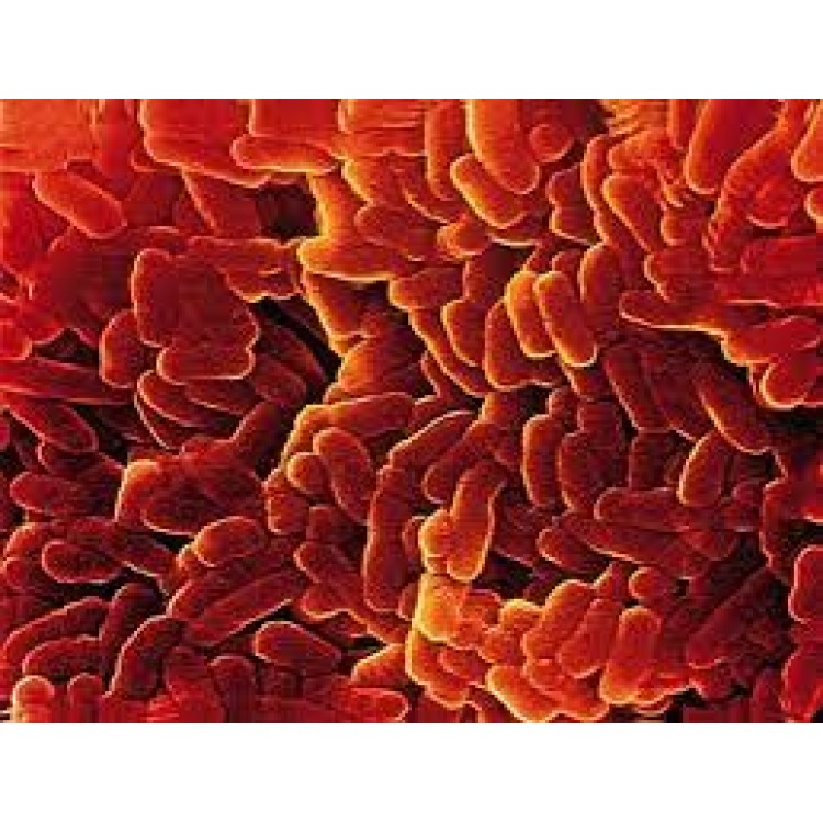 Bacillinum Bacillinum