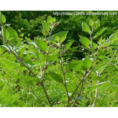 Belladonna