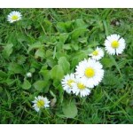 Bellis Perennis Bellis Perennis