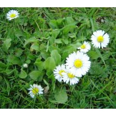 Bellis Perennis