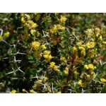 Berberis Berberis