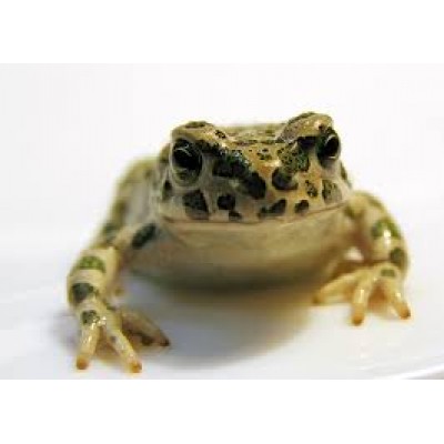 Bufo Rana