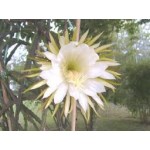 Cactus Grandiflorus