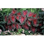 Caladium Caladium