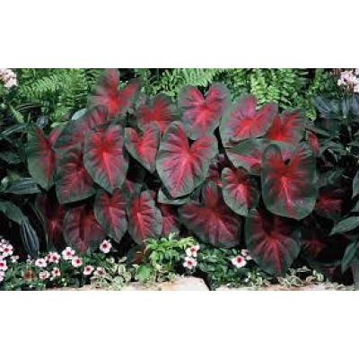 Caladium