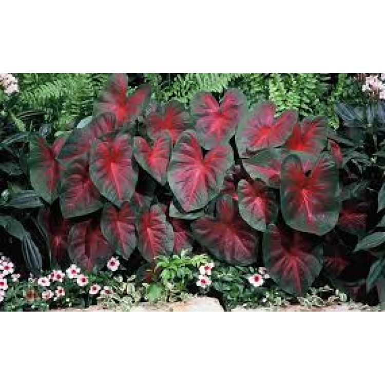 Caladium Caladium