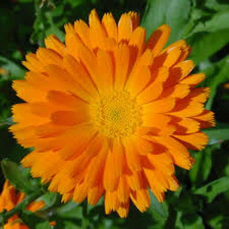 Calendula Calendula