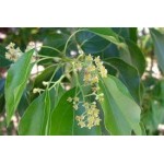 Camphora Camphora