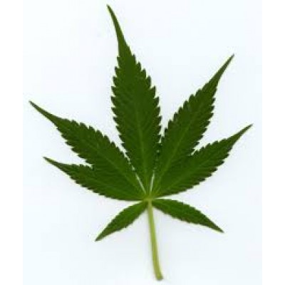Cannabis Indica