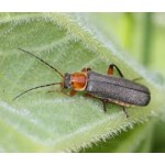 Cantharis