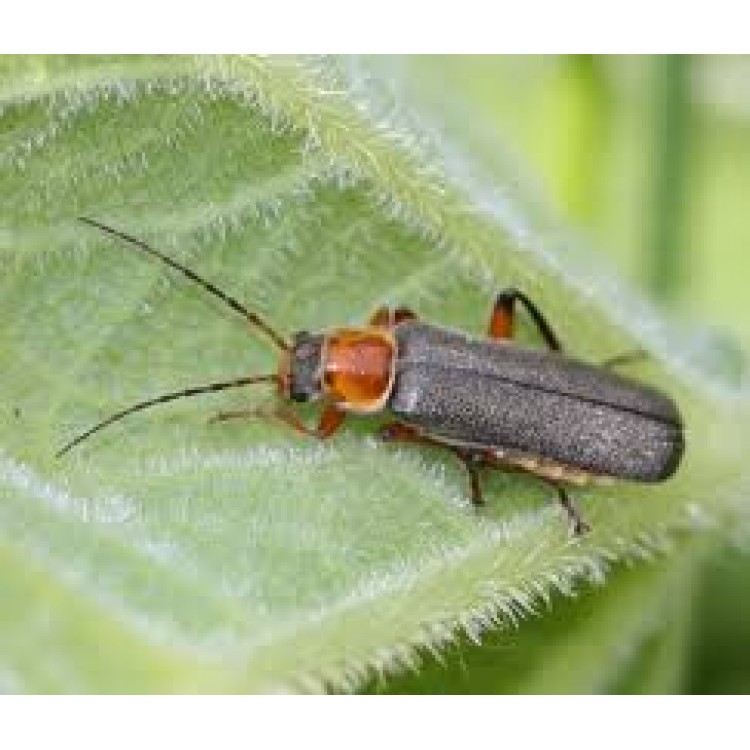 Cantharis