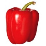 Capsicum Capsicum