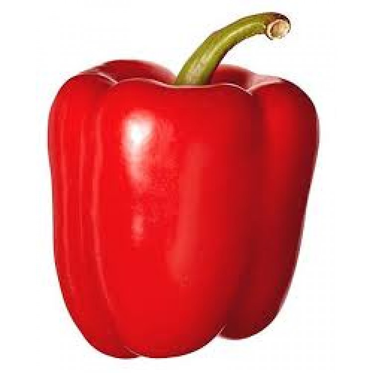 Capsicum Capsicum