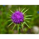 Carduus Marianus Carduus Marianus