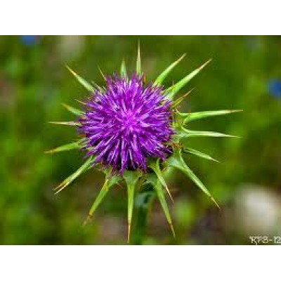 Carduus Marianus