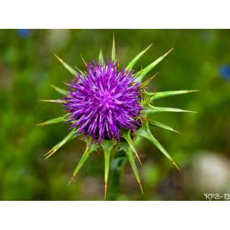 Carduus Marianus Carduus Marianus