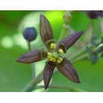 Caulophyllum Caulophyllum