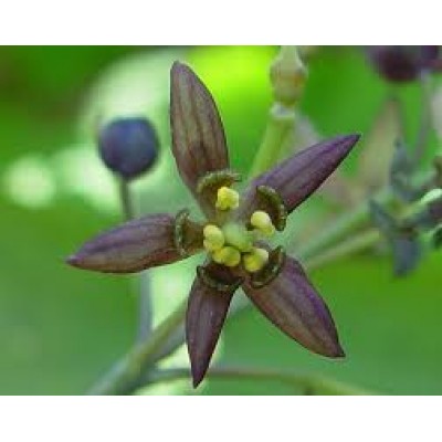 Caulophyllum