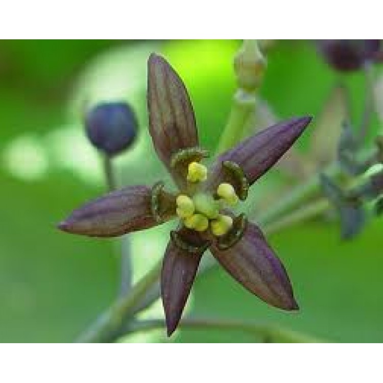 Caulophyllum Caulophyllum