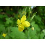 Chelidonium Chelidonium