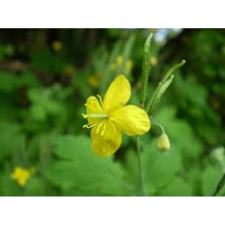 Chelidonium Chelidonium