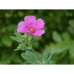 Cistus Canadensis Cistus Canadensis