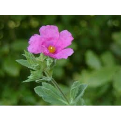 Cistus Canadensis