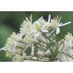 Clematis Erecta Clematis Erecta