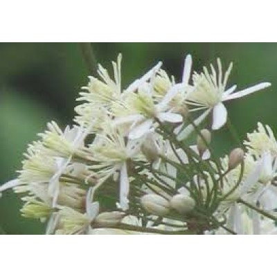 Clematis Erecta