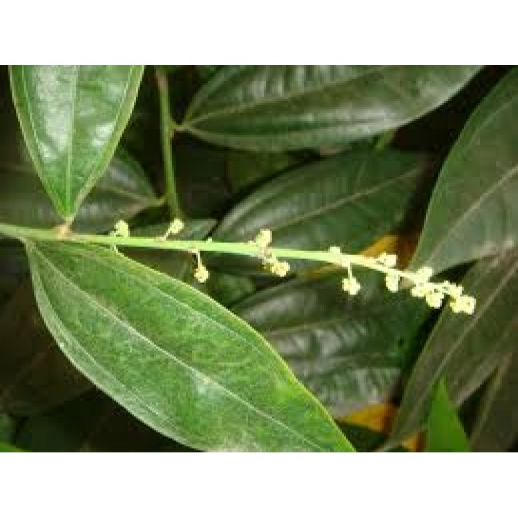 Cocculus Cocculus