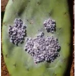Coccus Cacti