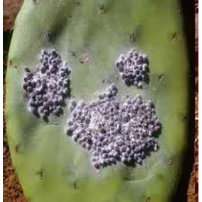 Coccus Cacti