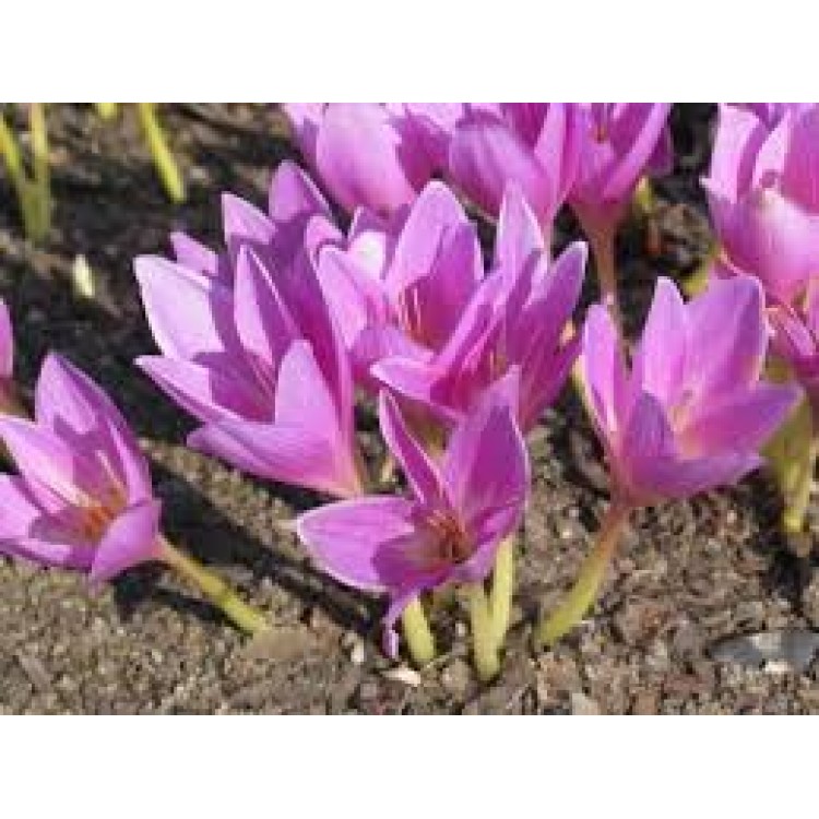 Colchicinum Colchicinum