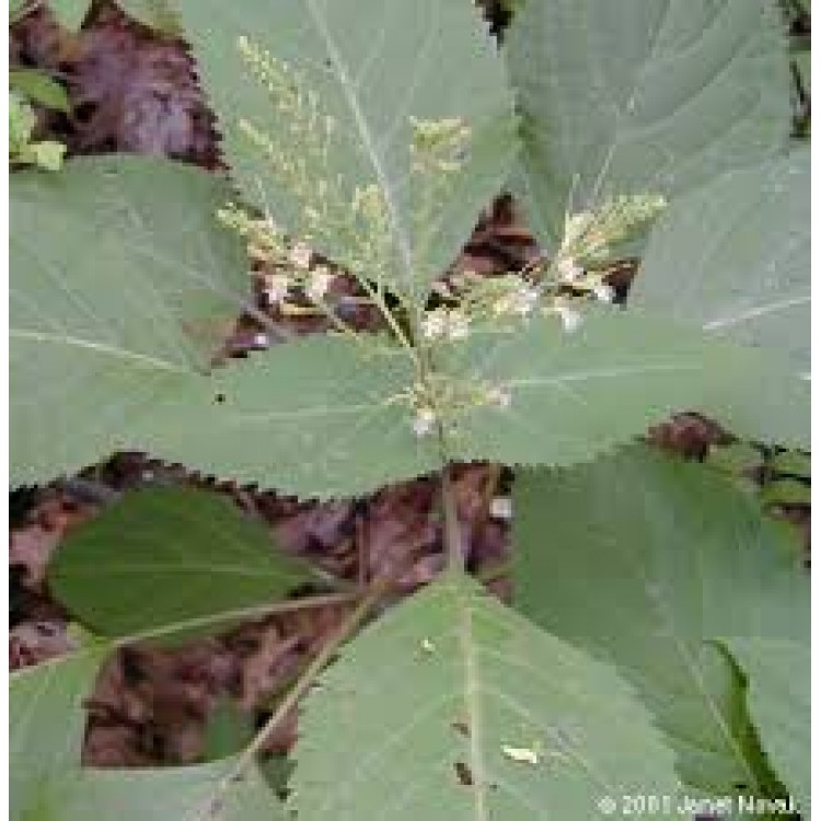 Collinsonia Canadensis Collinsonia Canadensis