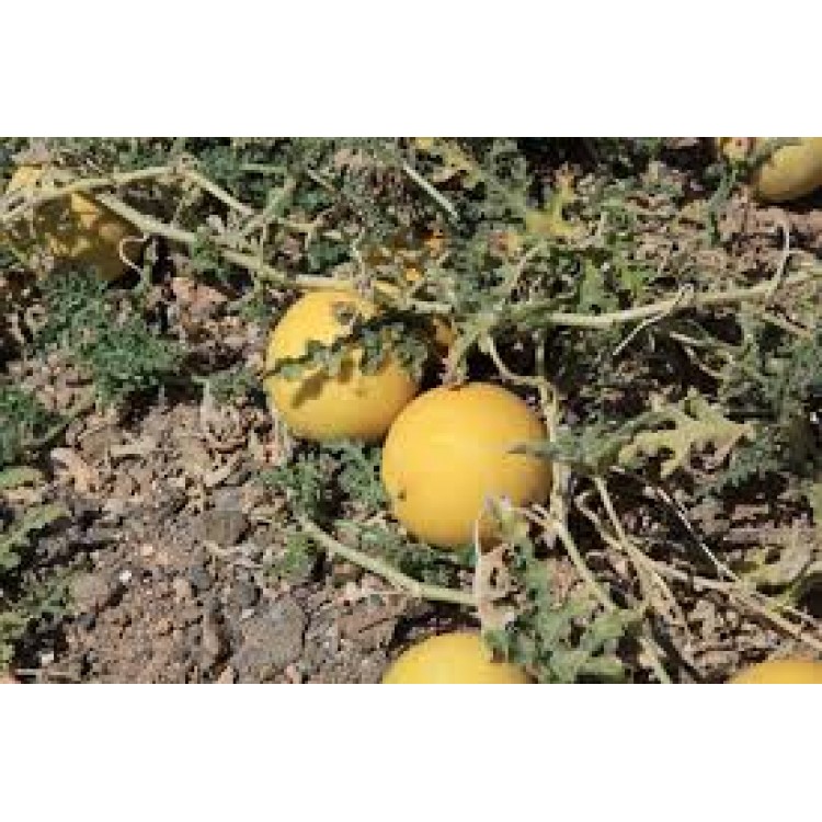 Colocynthis Colocynthis
