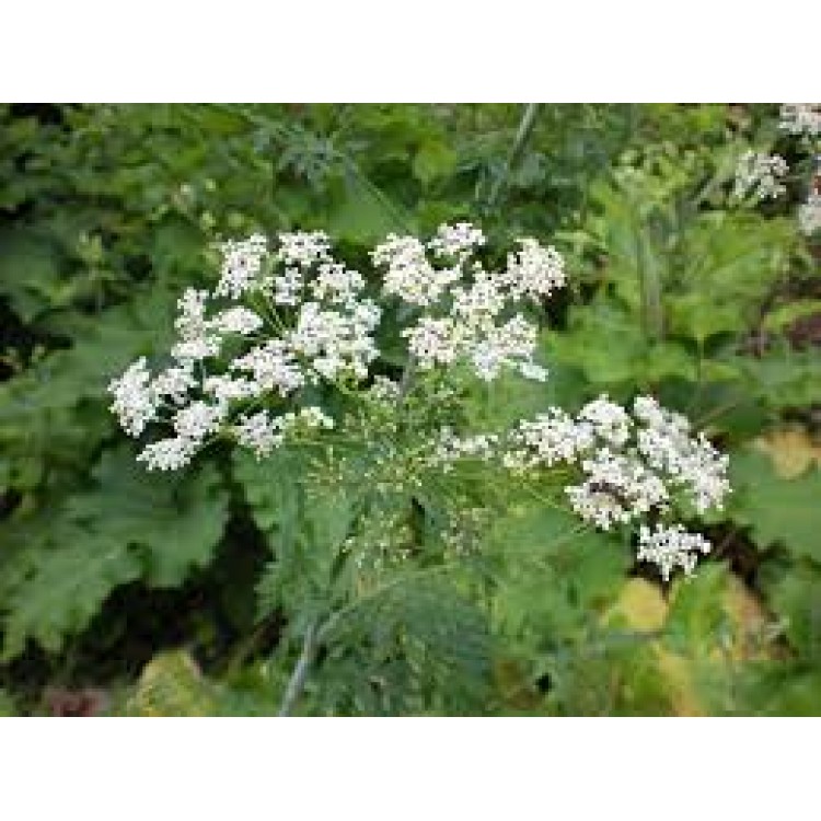 Conium Maculatum Conium Maculatum