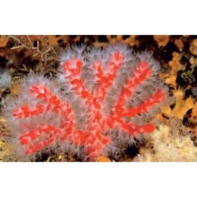 Corallium Rubrum