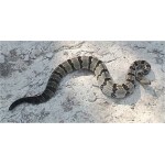 Crotalus Horridus Crotalus Horridus