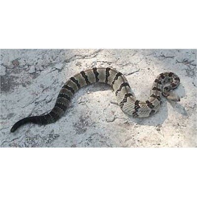 Crotalus Horridus