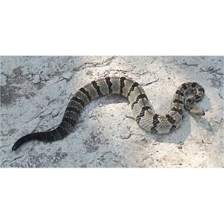 Crotalus Horridus Crotalus Horridus