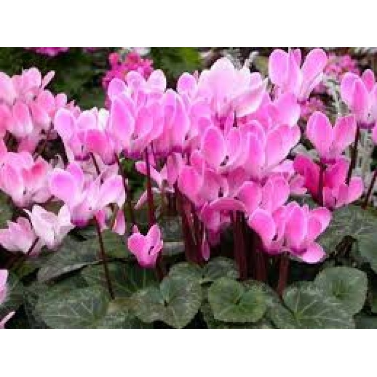 Cyclamen Europaeum Cyclamen Europaeum