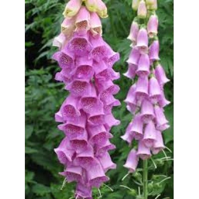 Digitalis