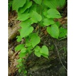 Dioscorea Dioscorea