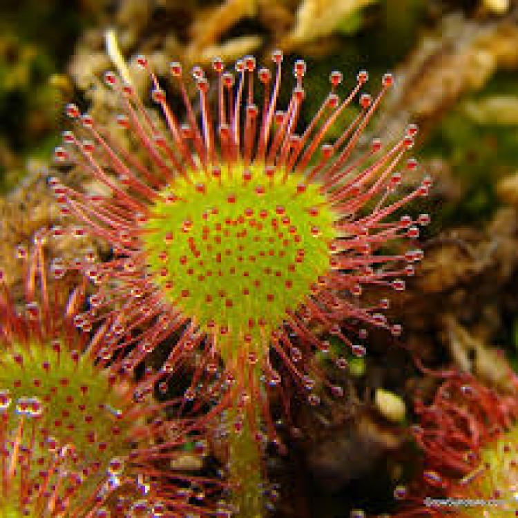 Drosera Drosera