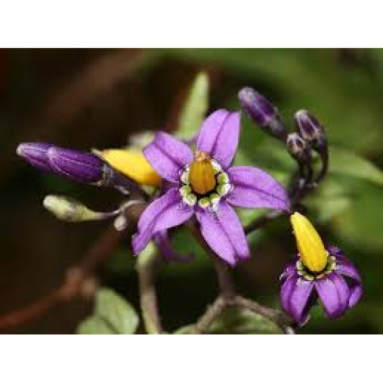 Dulcamara Dulcamara