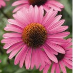 Echinacea Echinacea