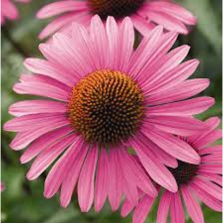Echinacea Echinacea