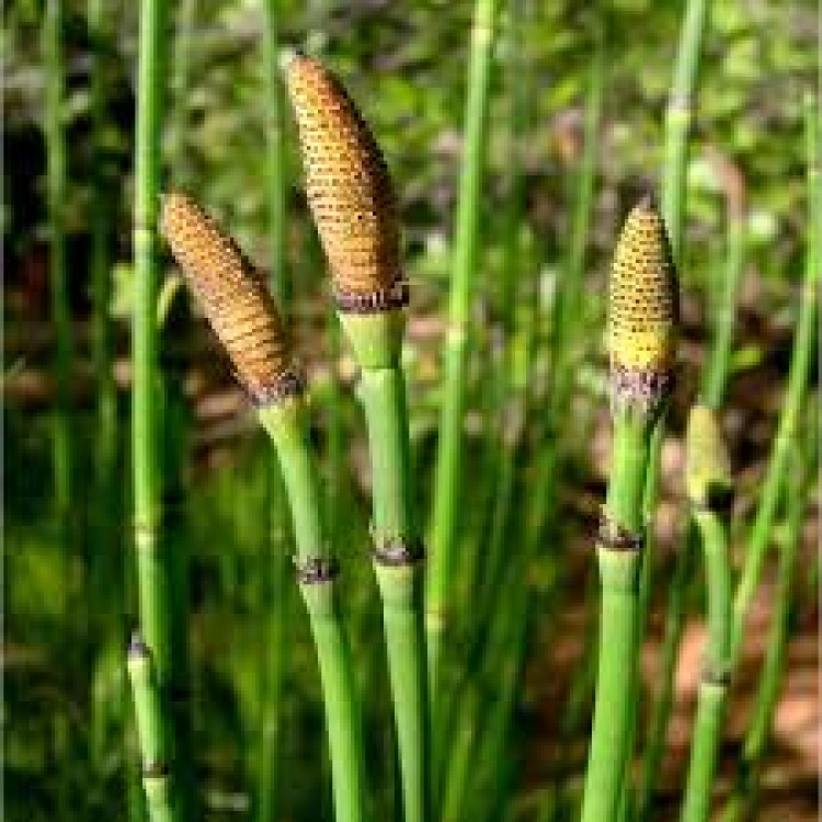 Equisetum